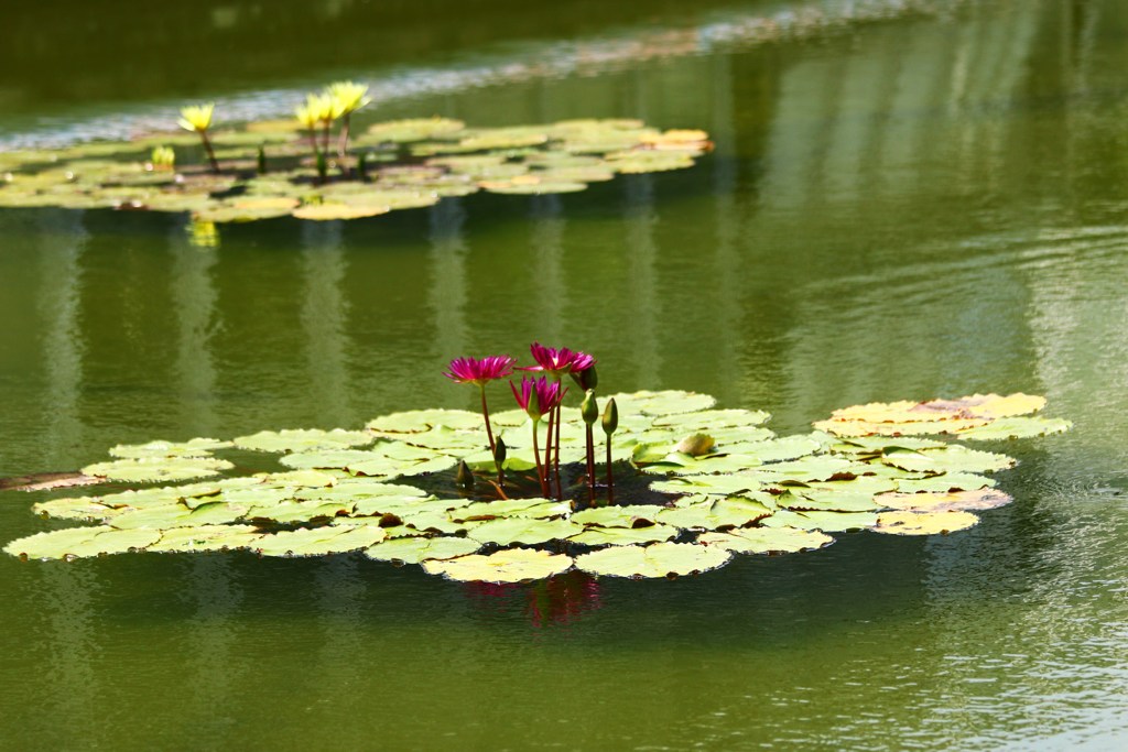 涼しげに