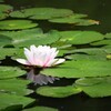 夏近し