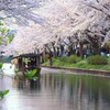 桜トンネルを往く