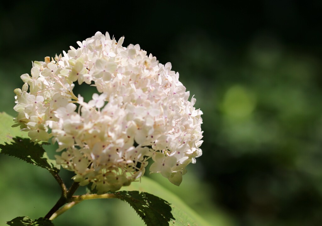 秋の紫陽花