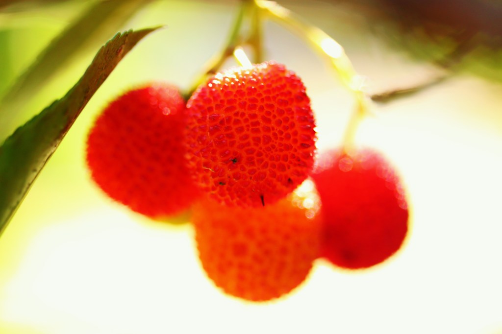 紅鈴