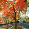 平等院の紅葉