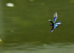 舞 う