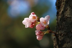大家族の絆