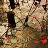 初　氷