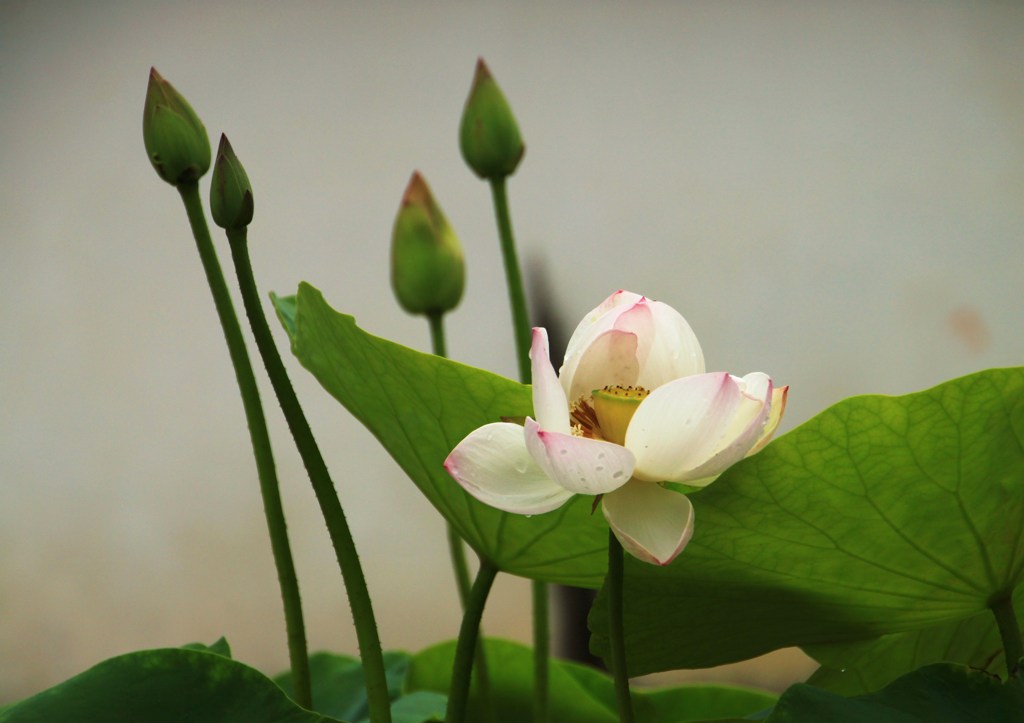 開花から四日の短命をツボミに託し