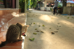 島で育つ子猫