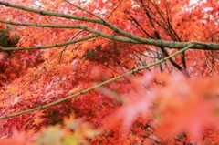 紅葉