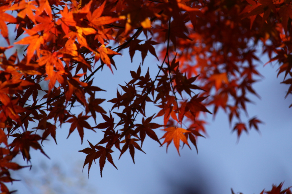 京都の紅葉①