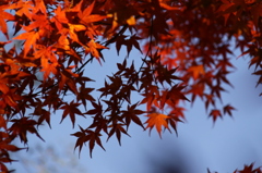 京都の紅葉①