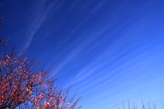 ウメと空
