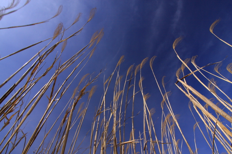 ススキと空
