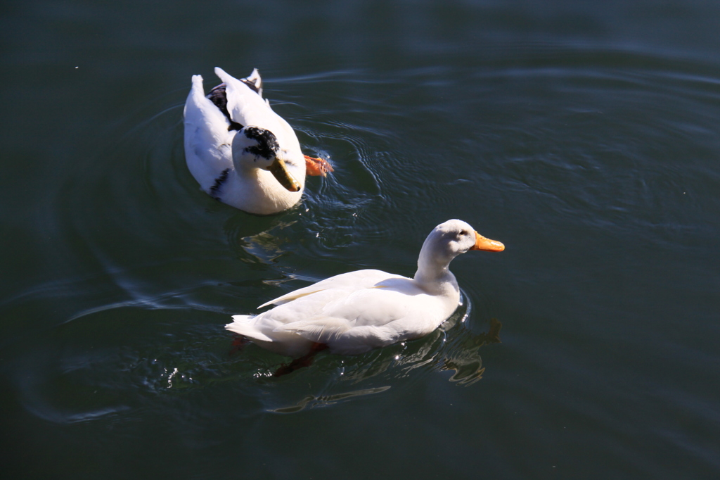 田貫湖の風景②