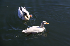 田貫湖の風景②