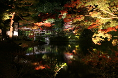 京都の紅葉ライトアップ＠高台寺①