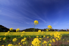 菜の花＠桶ヶ谷沼①