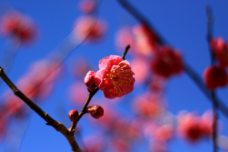 紅ウメ（アップ）