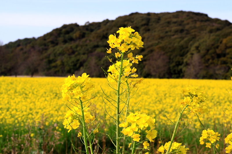 菜の花＠桶ヶ谷沼②