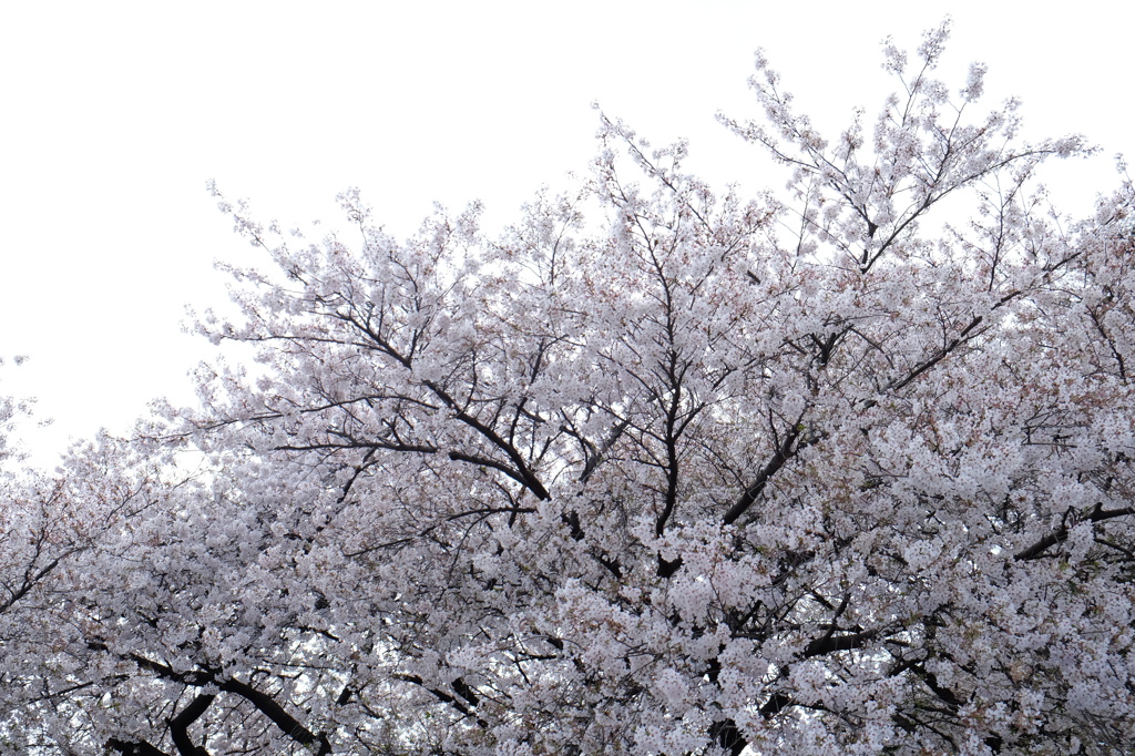 White !