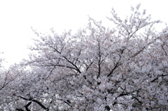 White !