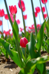 小さくたって花は咲く