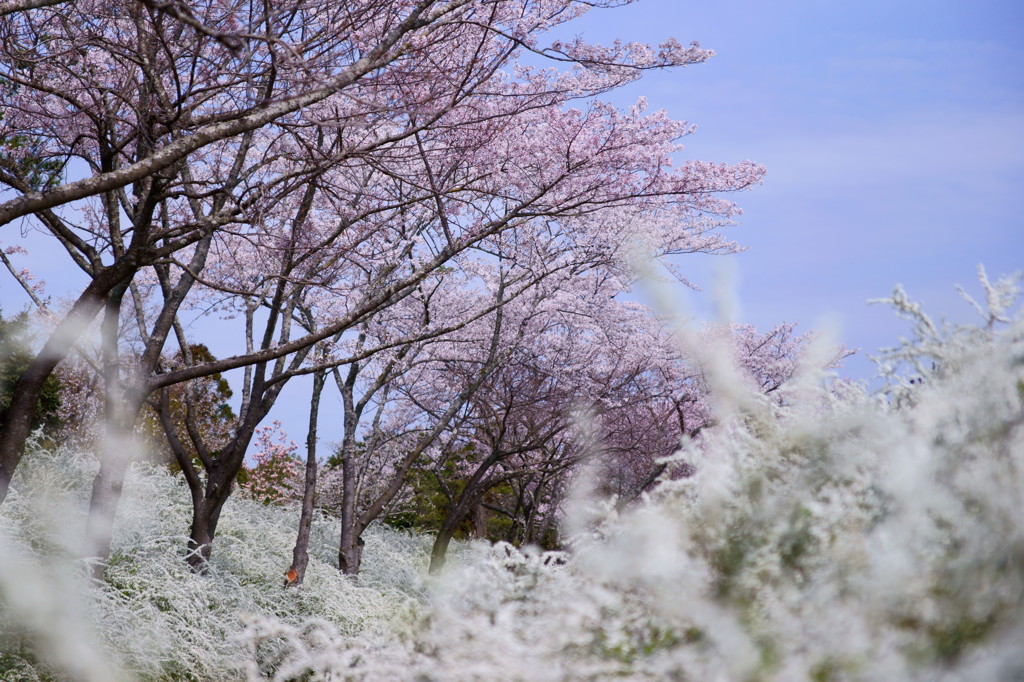 2012 愛知の桜 (8)
