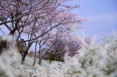 2012 愛知の桜 (8)