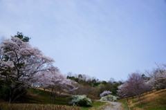 2012 愛知の桜 (9)