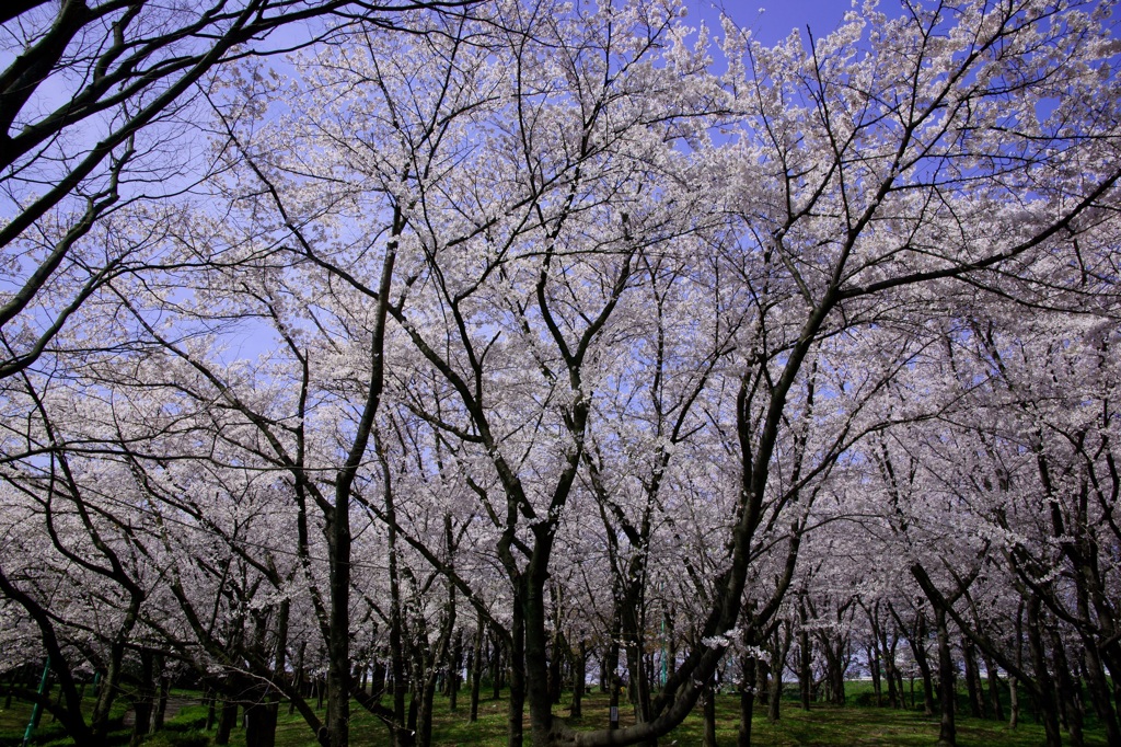 2012 愛知の桜 (3)