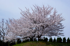 2012 愛知の桜 (6)