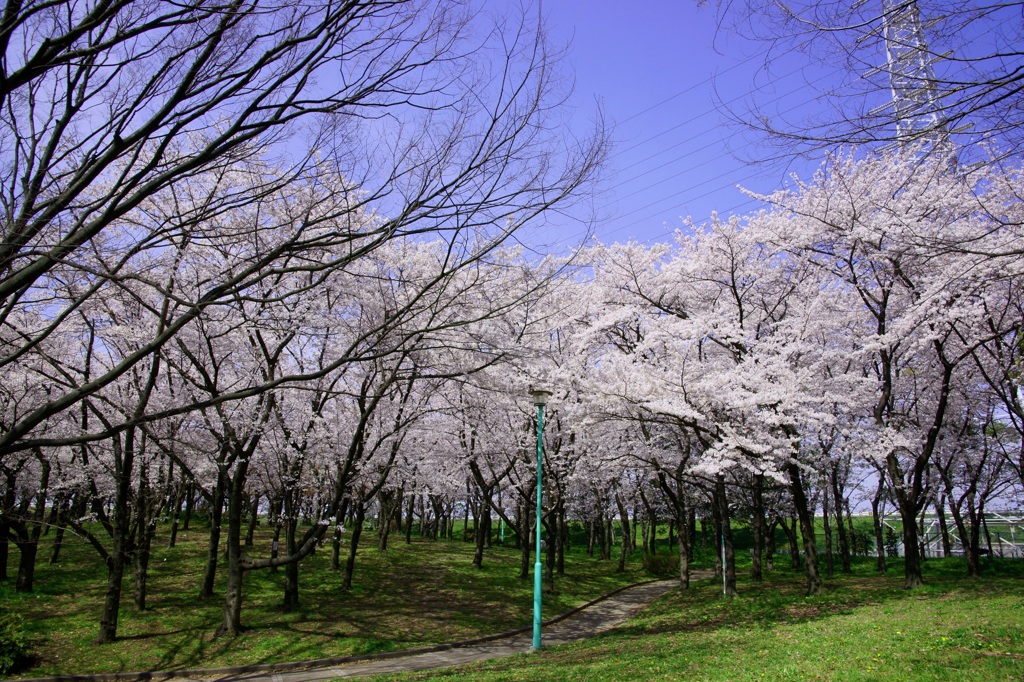 2012 愛知の桜 (2)