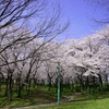 2012 愛知の桜 (2)