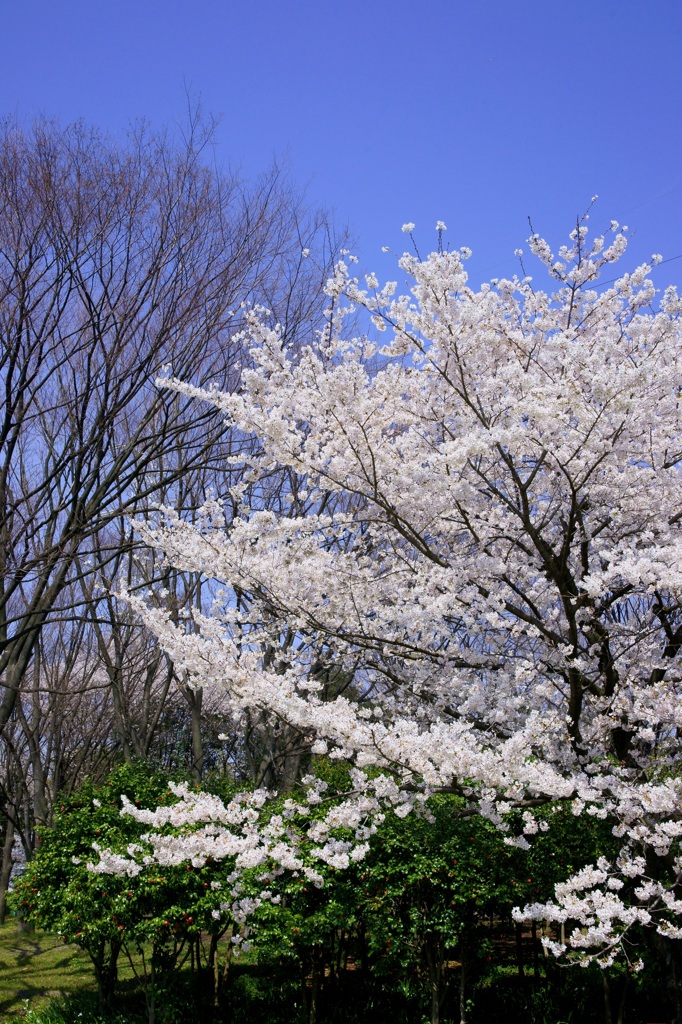 2012 愛知の桜 (1)