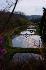 朝の田園風景