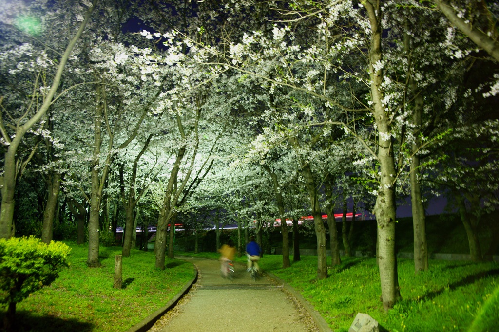 2012 愛知の桜 (7)