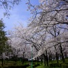 2012 愛知の桜 (4)