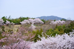 2012 愛知の桜 (10)