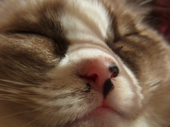 これでいいのだ