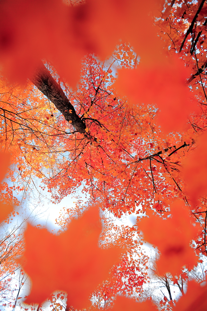 紅い世界