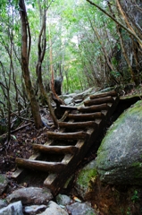 登山道