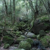 苔むした森