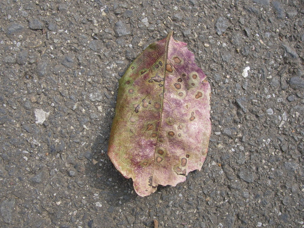 IMGP9219