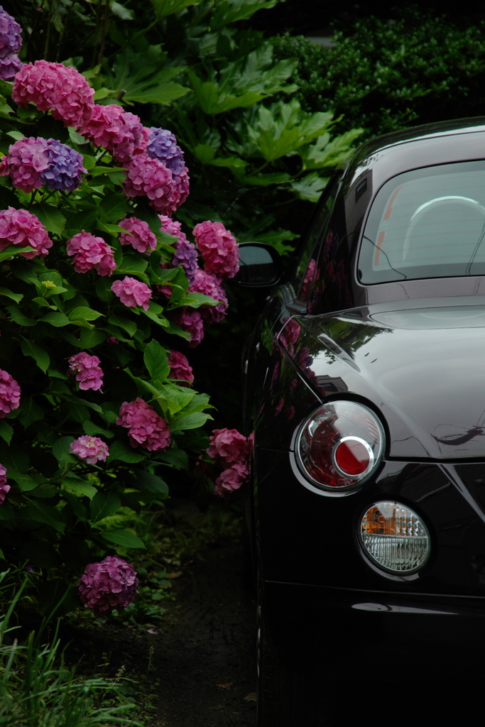 紫陽花とちっさなオープンカー