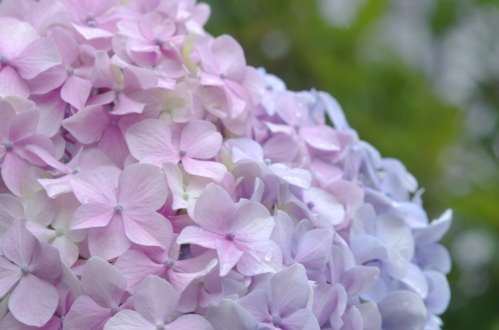 紫陽花