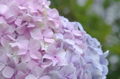 紫陽花