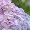 紫陽花