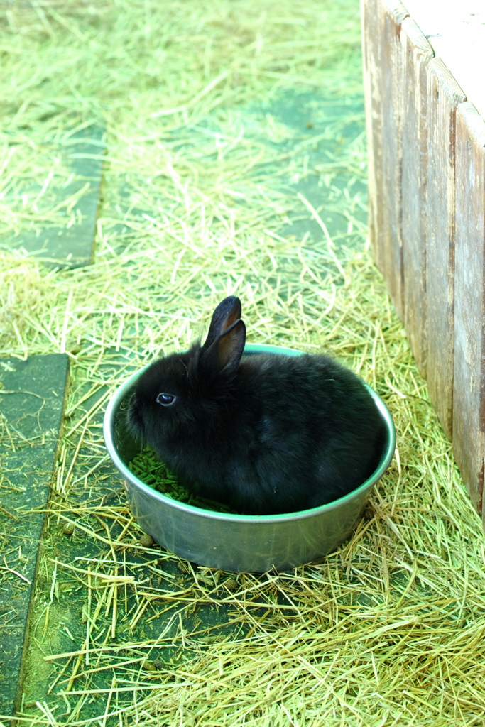 えさうさぎ