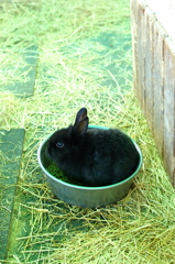 えさうさぎ
