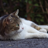 工大猫