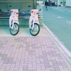 白カブ
